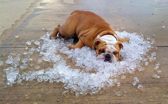 Volunteer to help with the Cooling Station this summer! Volunteer to help with the Cooling Station this summer!