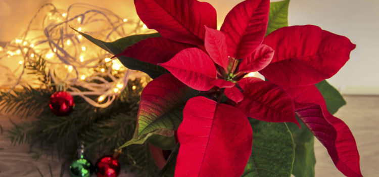 Christmas Poinsettias 2025